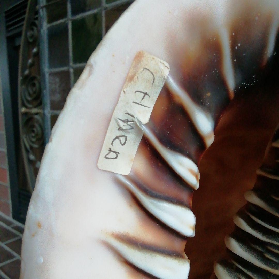 麦ちゃ様　　古典的な神話の彫刻貝殻と青銅スタンド