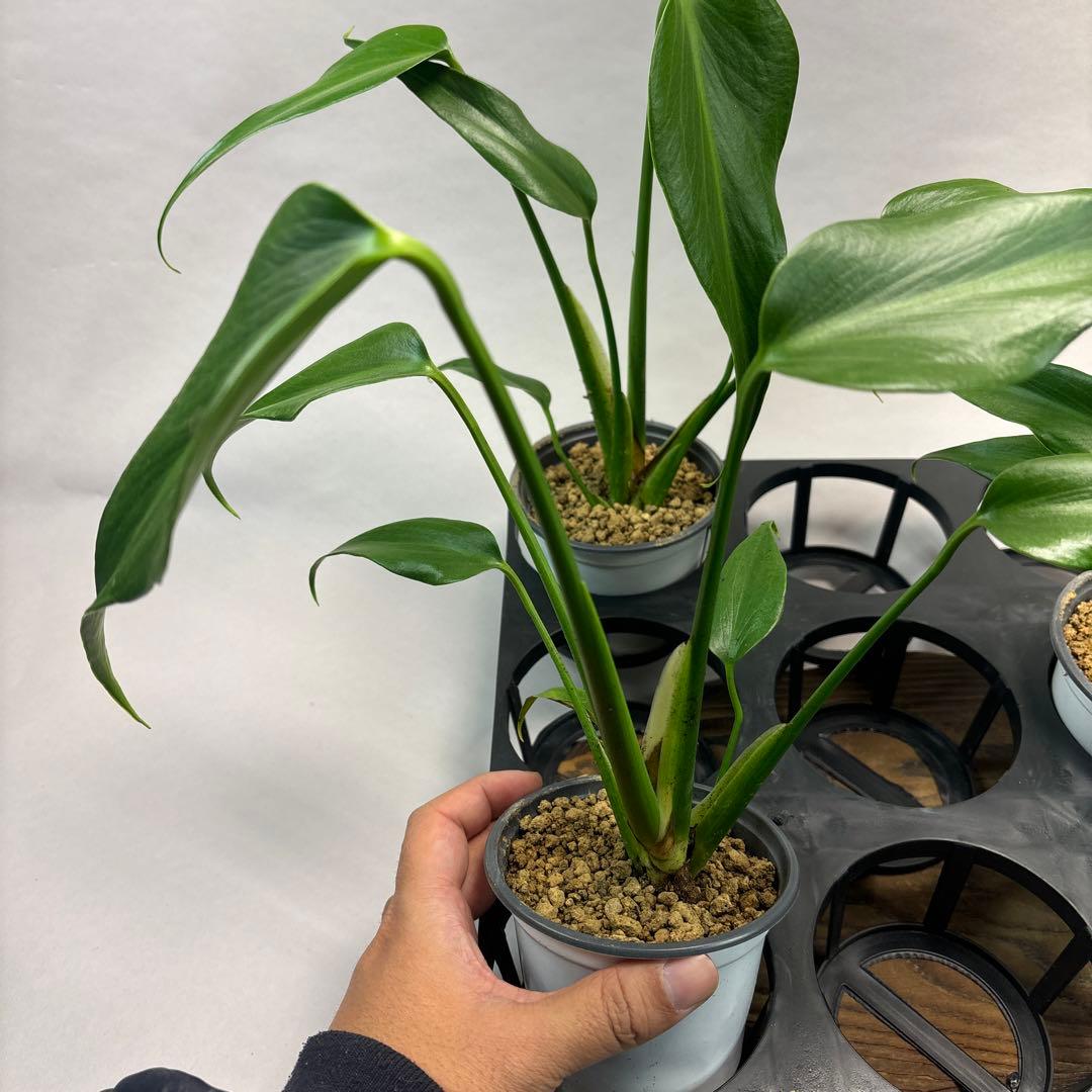 ぷ*慎様 5株セットL018モンステラ バールマルクスフレーム