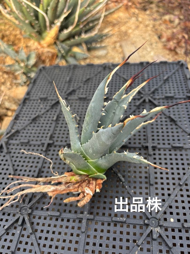 アガベ　ユタエンシス　エボリスピナ　カキコ大