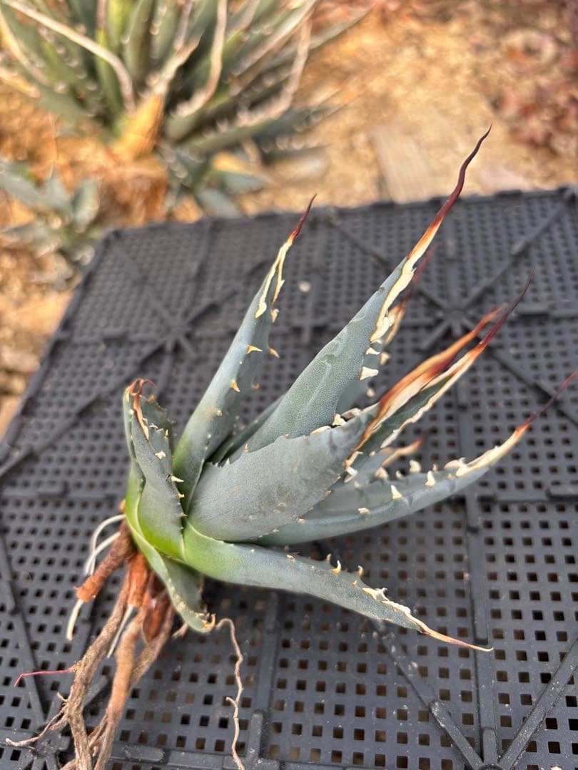 アガベ　ユタエンシス　エボリスピナ　カキコ大