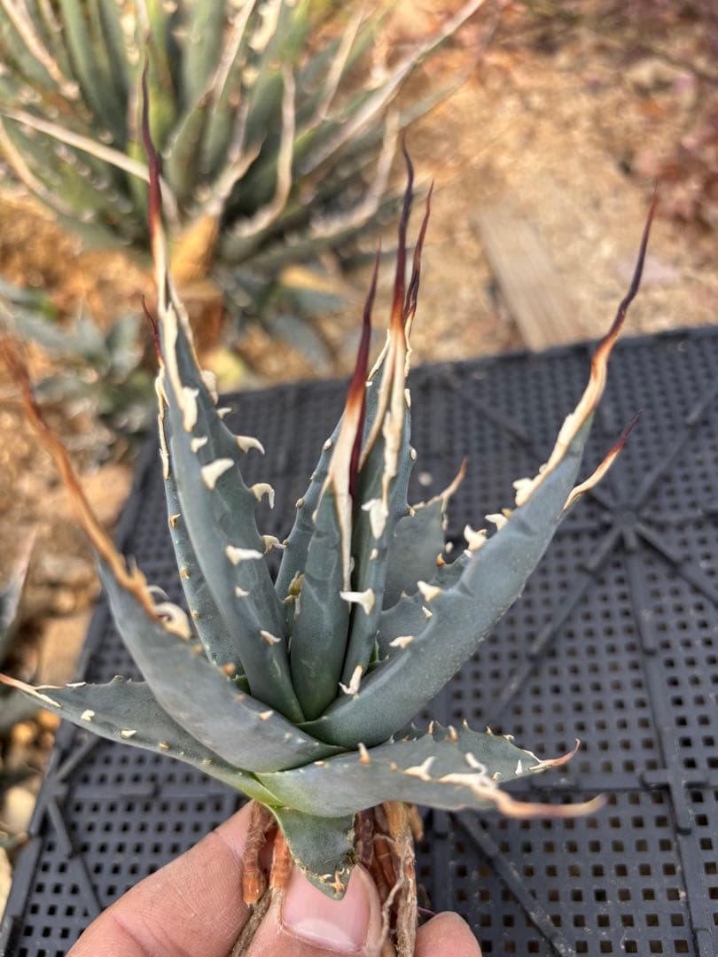 アガベ　ユタエンシス　エボリスピナ　カキコ大