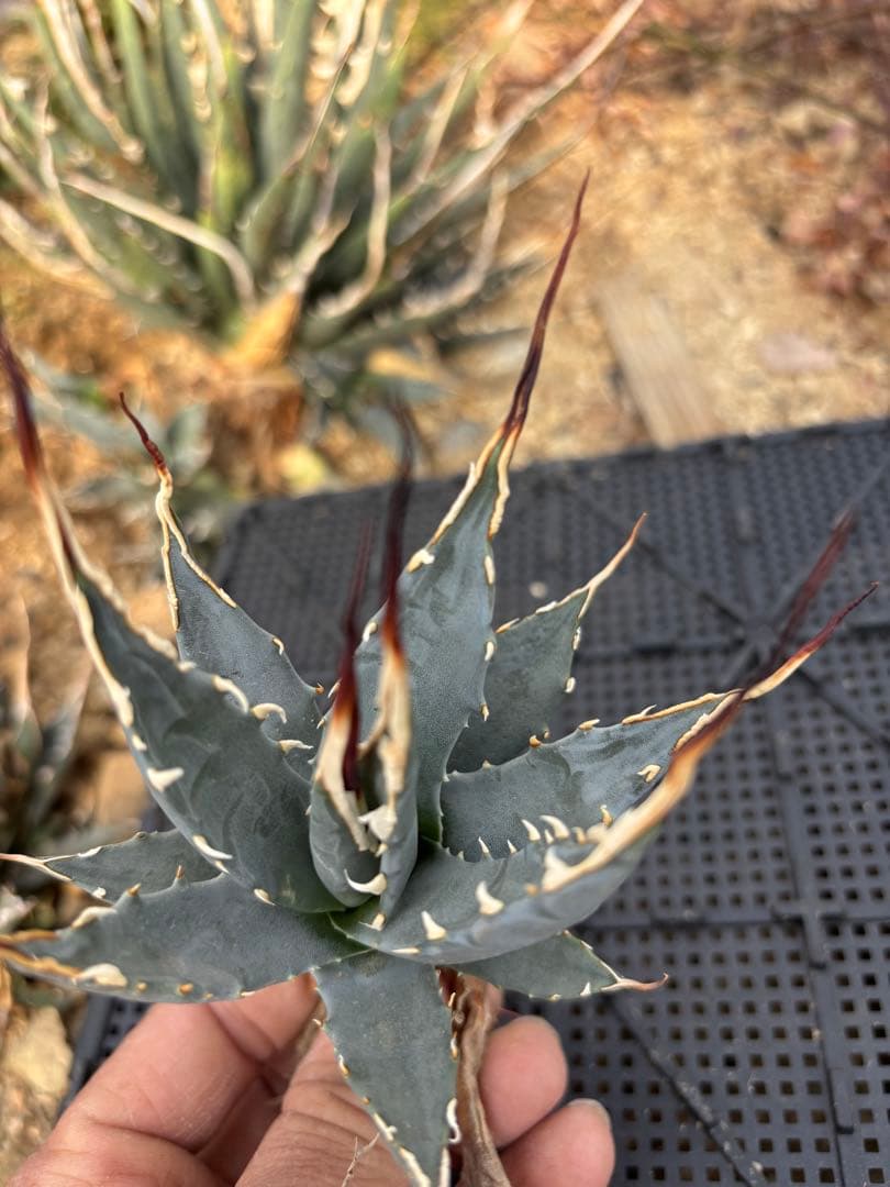 アガベ　ユタエンシス　エボリスピナ　カキコ大