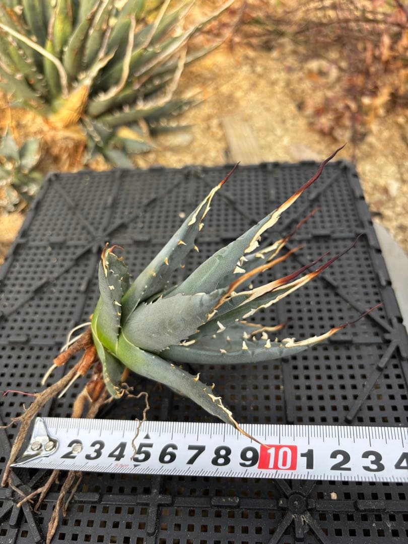 アガベ　ユタエンシス　エボリスピナ　カキコ大