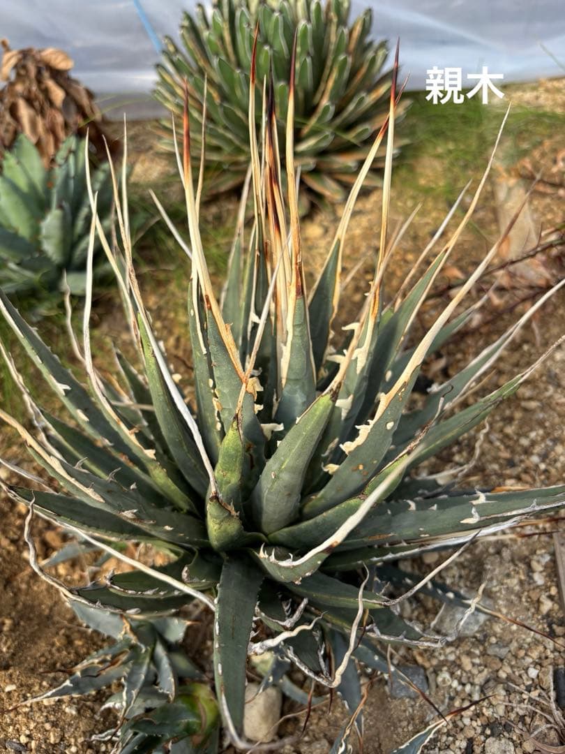 アガベ　ユタエンシス　エボリスピナ　カキコ大