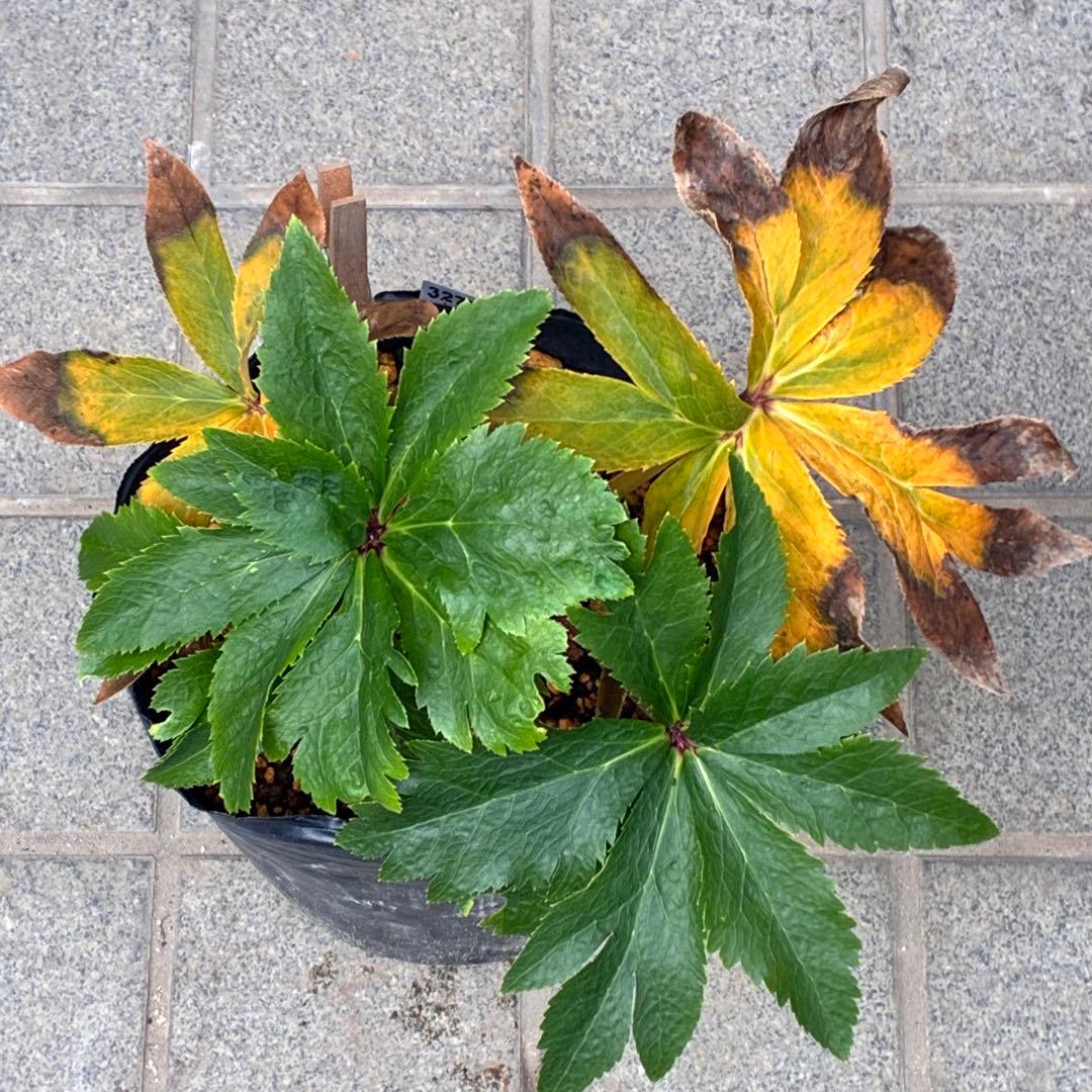 ヒ*イ様 ☘️ラスト2☘️6号☘️❤️ワサワサ元気株❤️3277⭐️大人ピンクオ