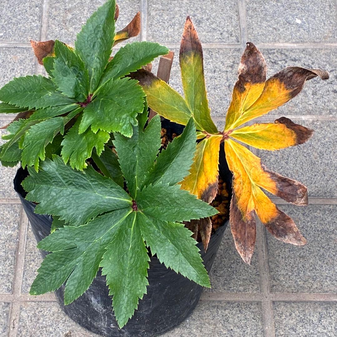 ヒ*イ様 ☘️ラスト2☘️6号☘️❤️ワサワサ元気株❤️3277⭐️大人ピンクオ