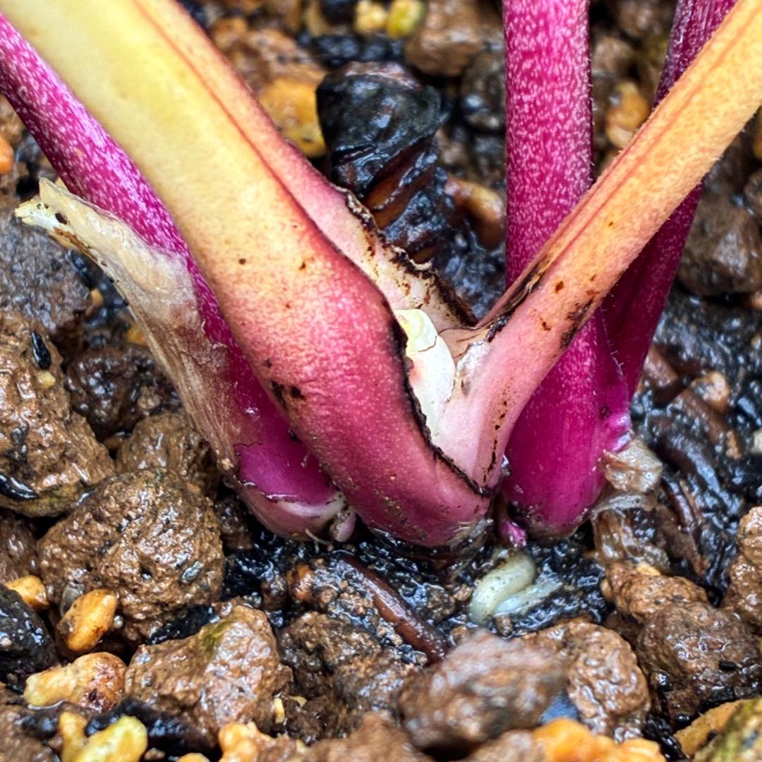 ヒ*イ様 ☘️ラスト2☘️6号☘️❤️ワサワサ元気株❤️3277⭐️大人ピンクオ