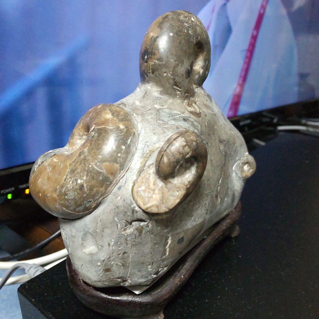 アンモナイト化石