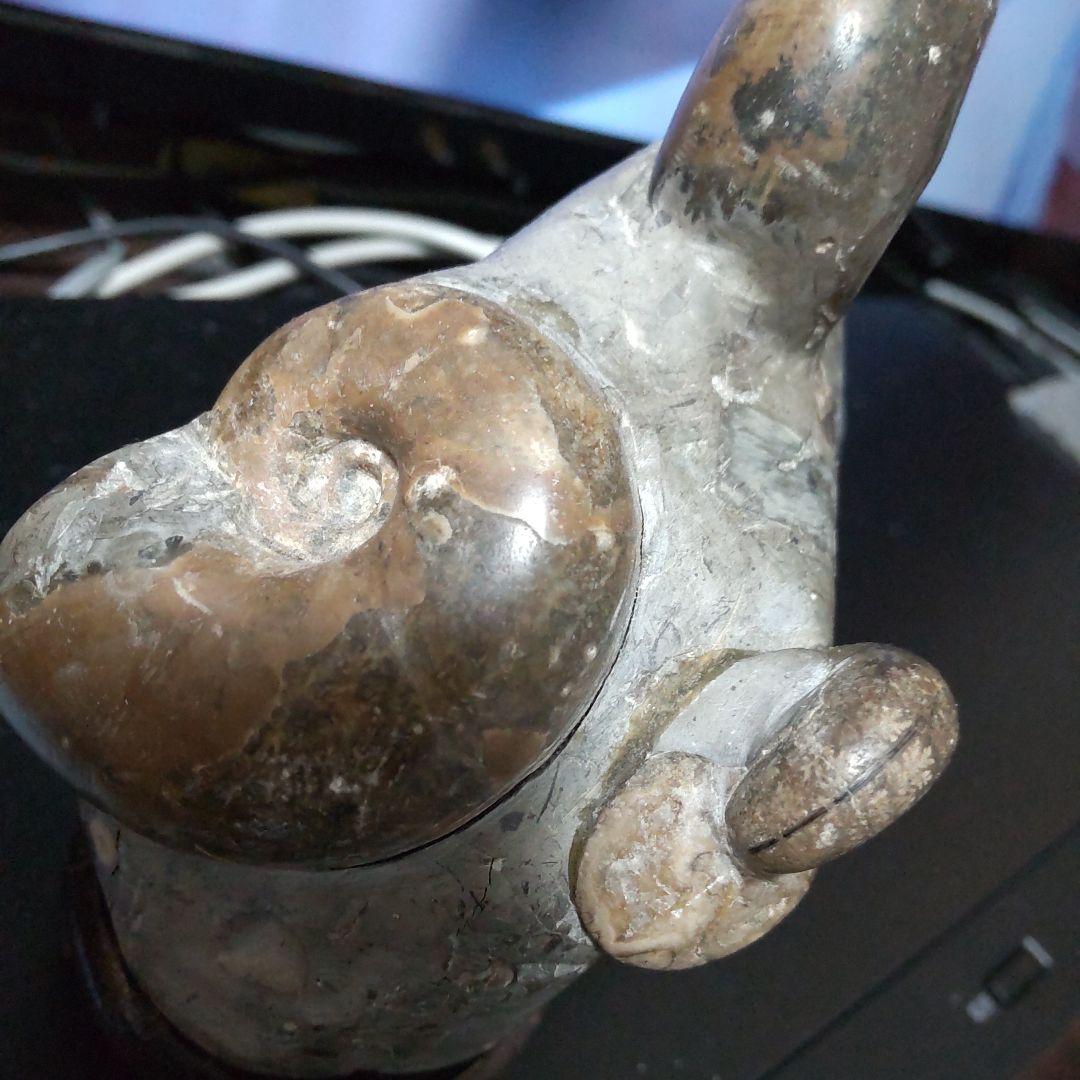 アンモナイト化石