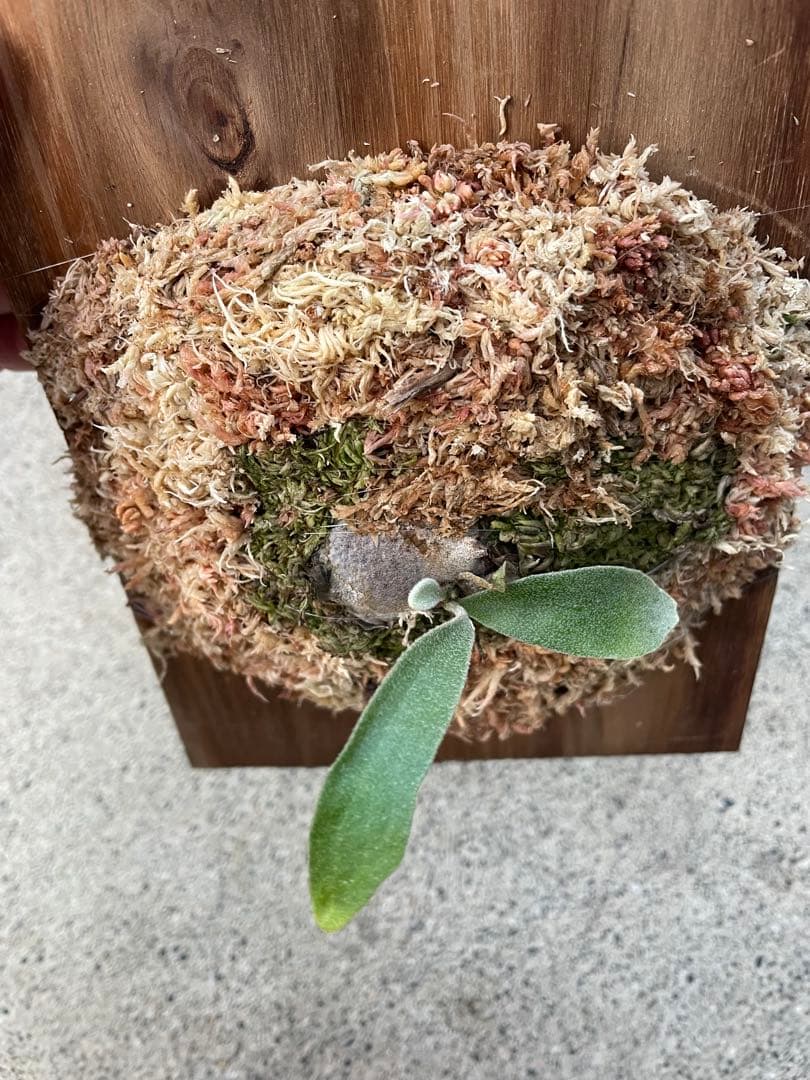 ビカクシダ　veitchii wild Australia 子株　ベイチー