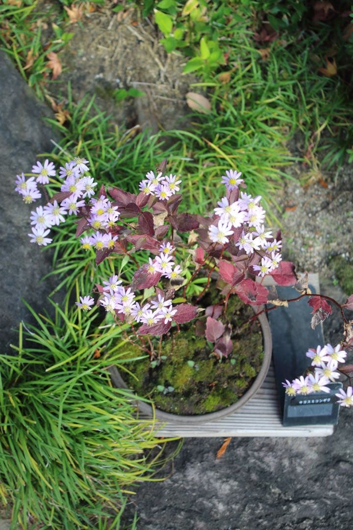 Lレンズ！　キヤノン CANON EF80-200ｍｍ F2.8 L