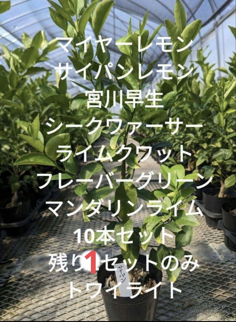 10本セット苗 柑橘 レモン苗木 ライム苗木