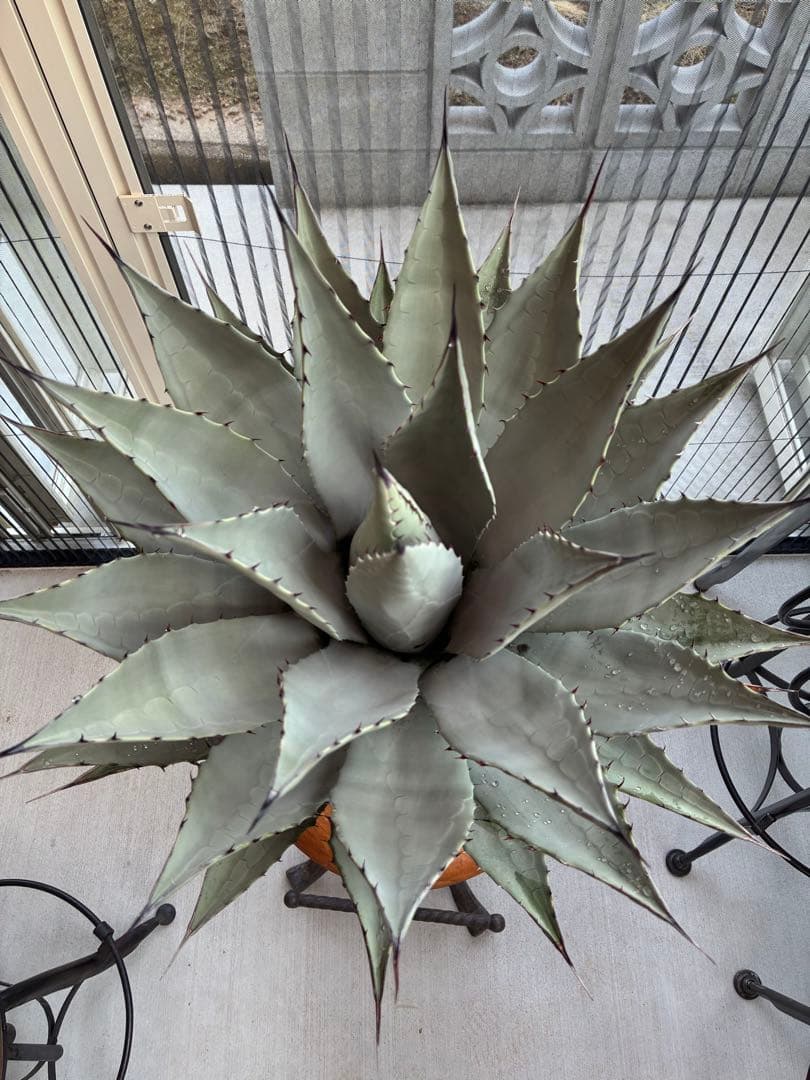 アガベ パリー　吉祥天　大株