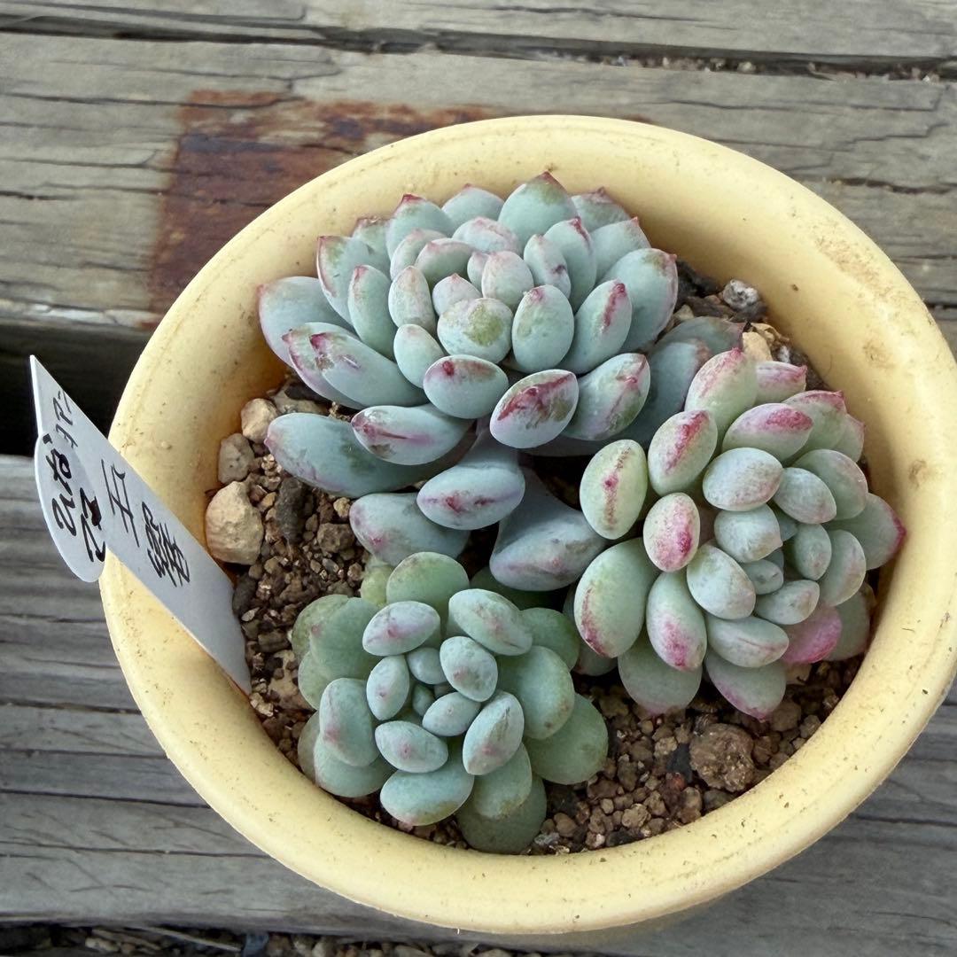 【ひなママ】さん専用