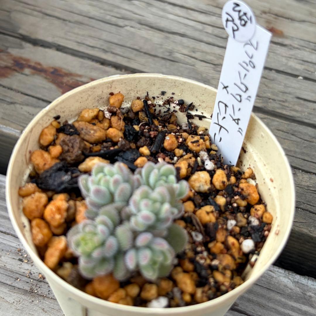 【ひなママ】さん専用