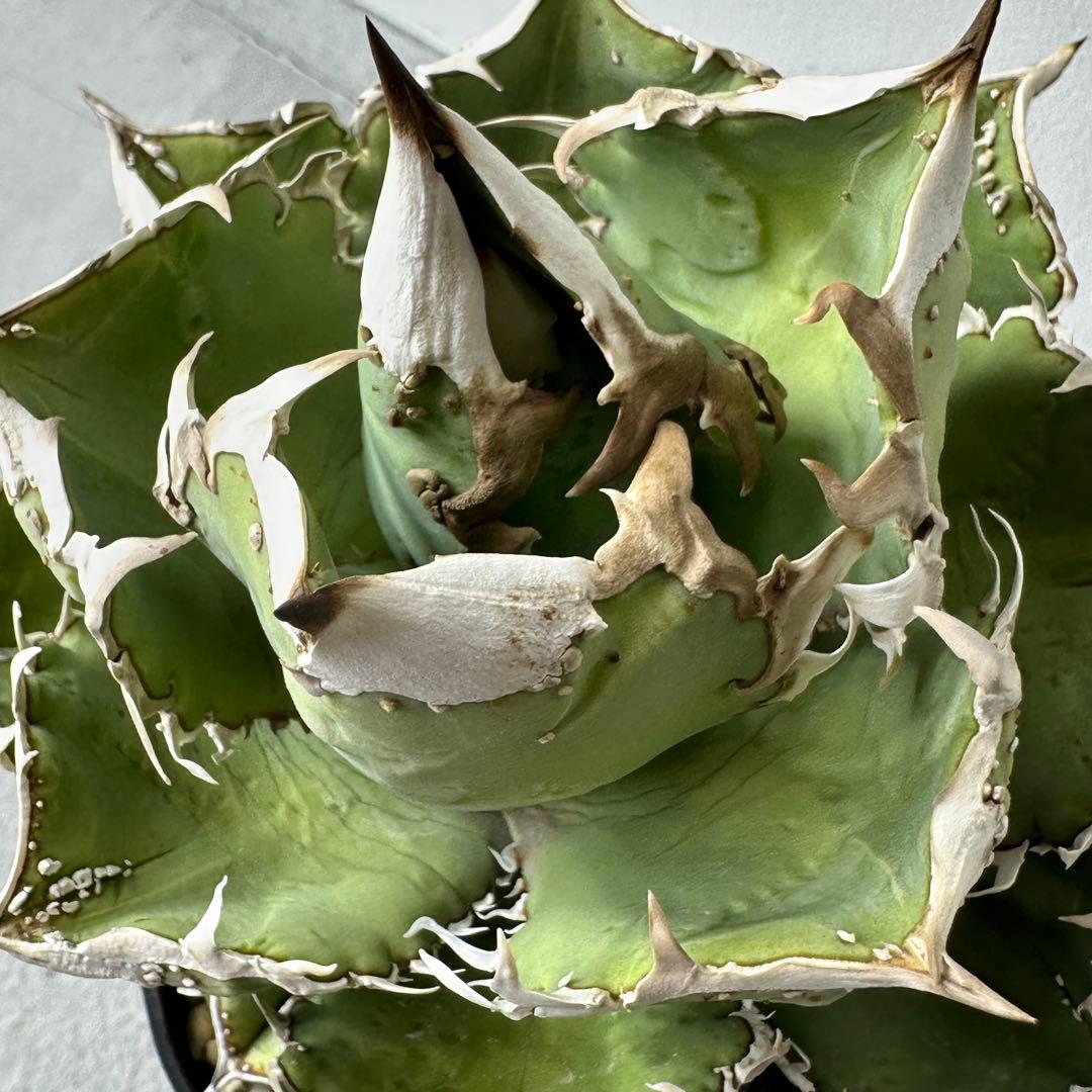 【初出】 チタノタEU産 極太 ブツブツ セット ※バラ売り可 検）冰雹、麻花龍