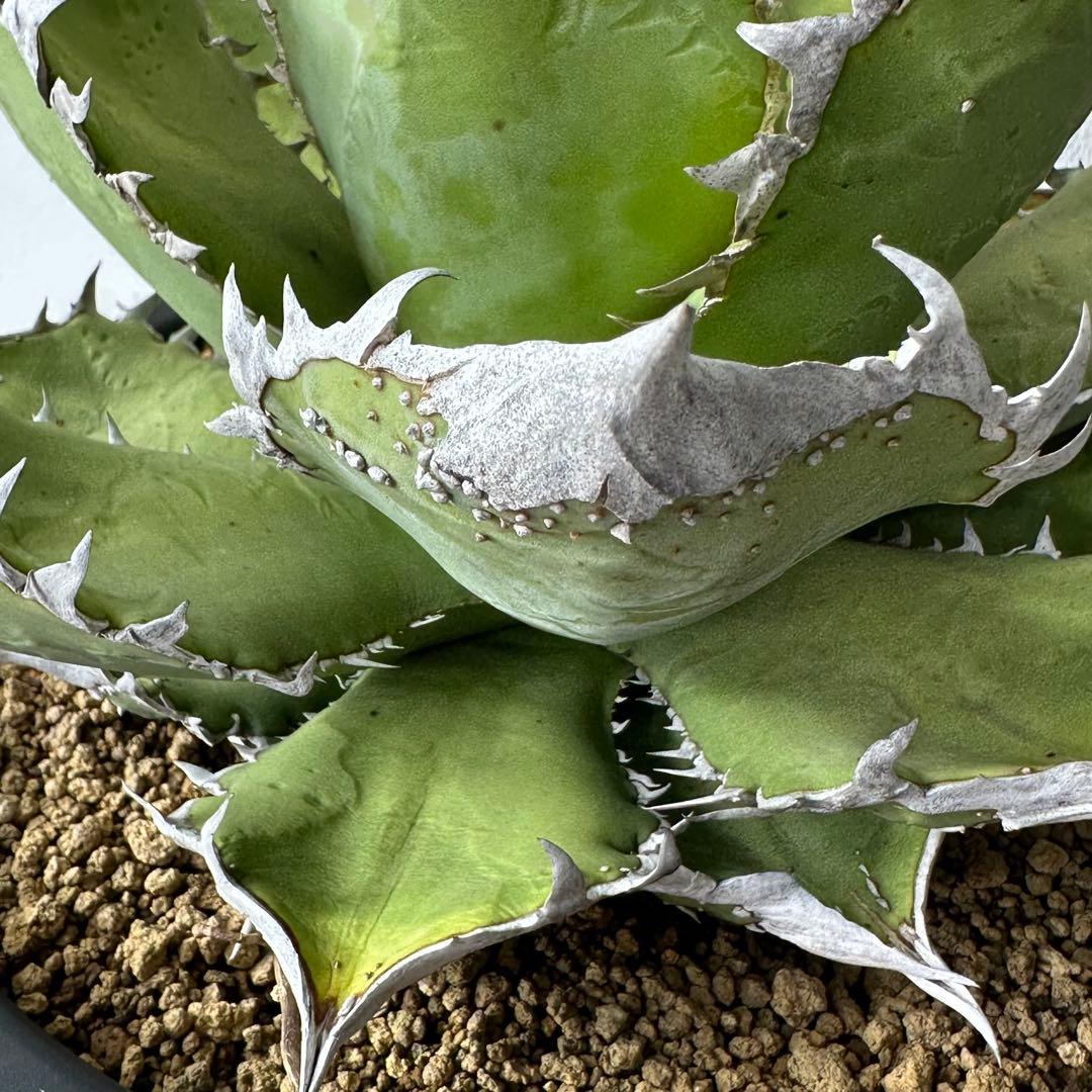 【初出】 チタノタEU産 極太 ブツブツ セット ※バラ売り可 検）冰雹、麻花龍