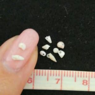 琉球　ミニミニ貝殻　ネイル用　キズありタイプセット　　光