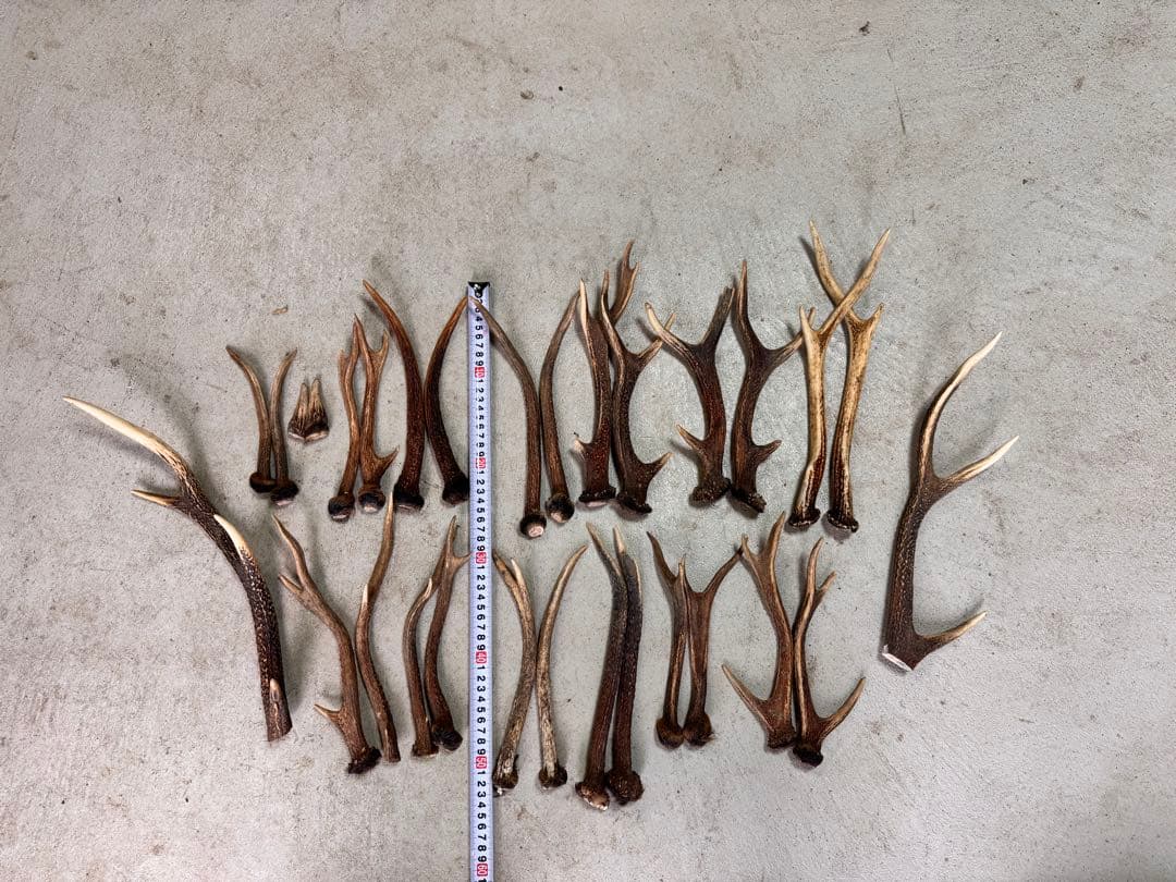 日本鹿の角 14対+2本セット - メルカリ
