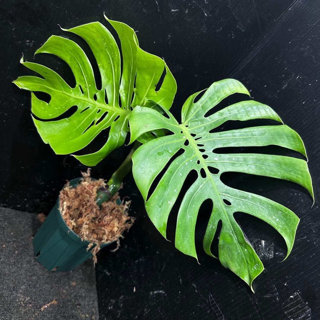 R*u様 モンステラデリシオーサマクロコズム超希少系統鉢植え