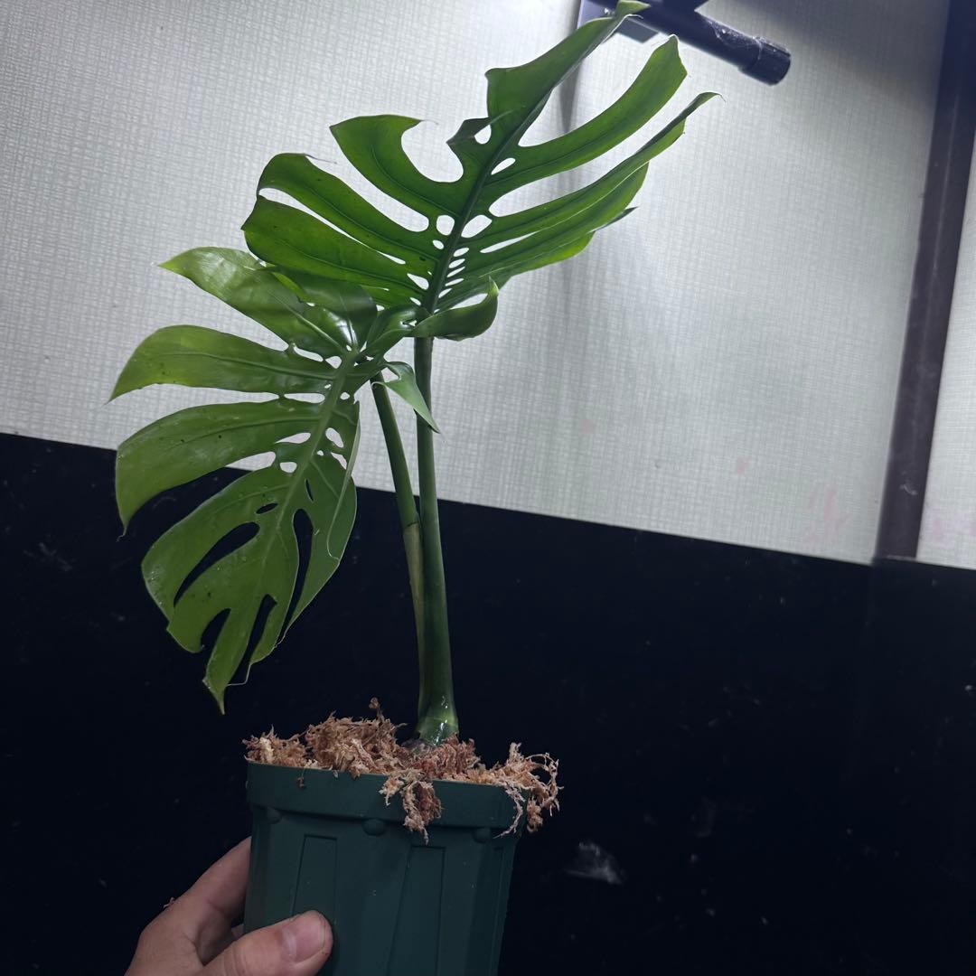 R*u様 モンステラデリシオーサマクロコズム超希少系統鉢植え