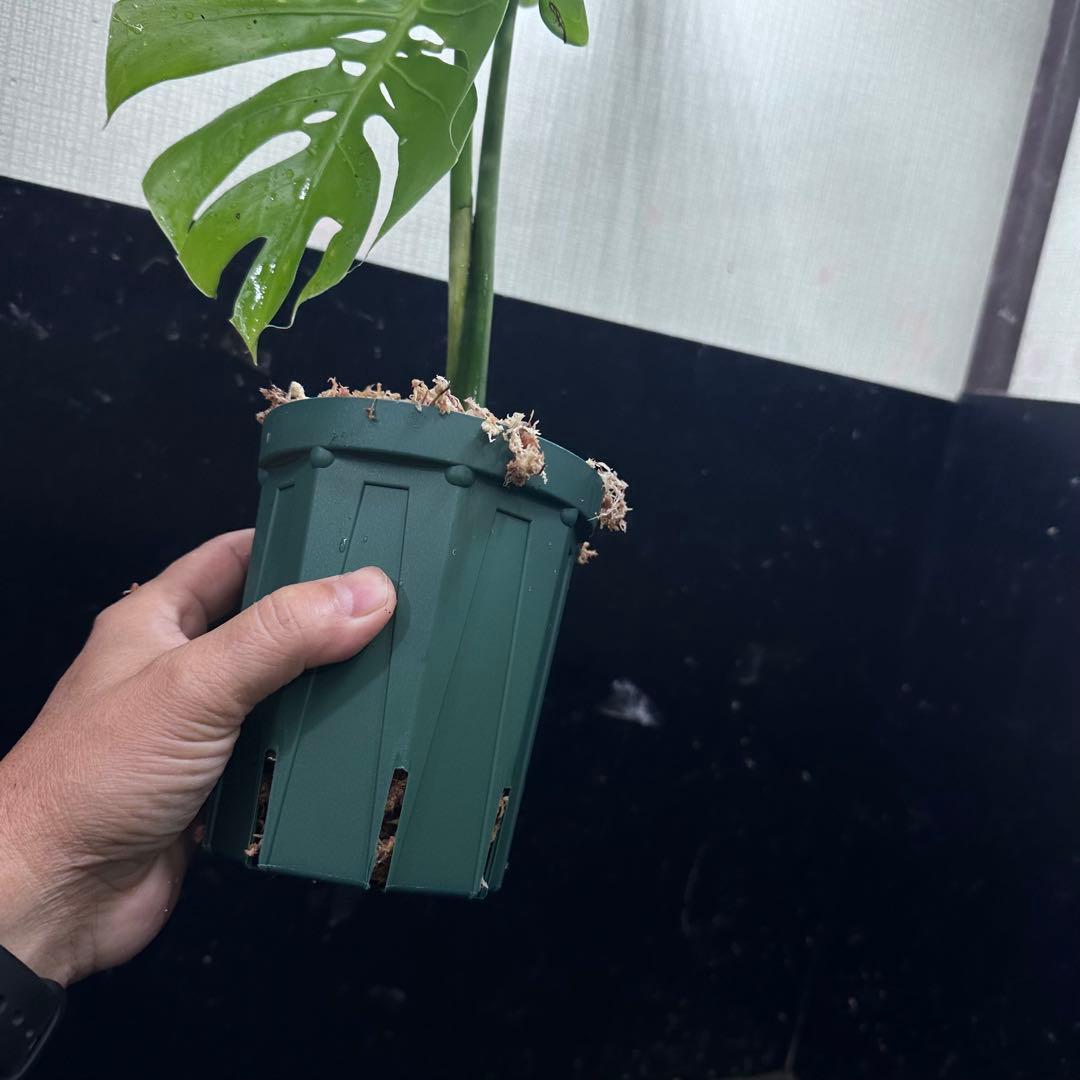 R*u様 モンステラデリシオーサマクロコズム超希少系統鉢植え