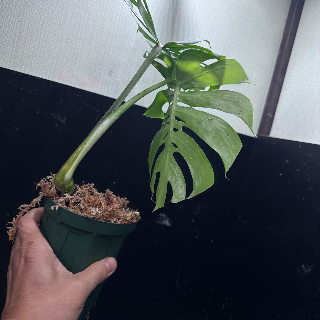 R*u様 モンステラデリシオーサマクロコズム超希少系統鉢植え