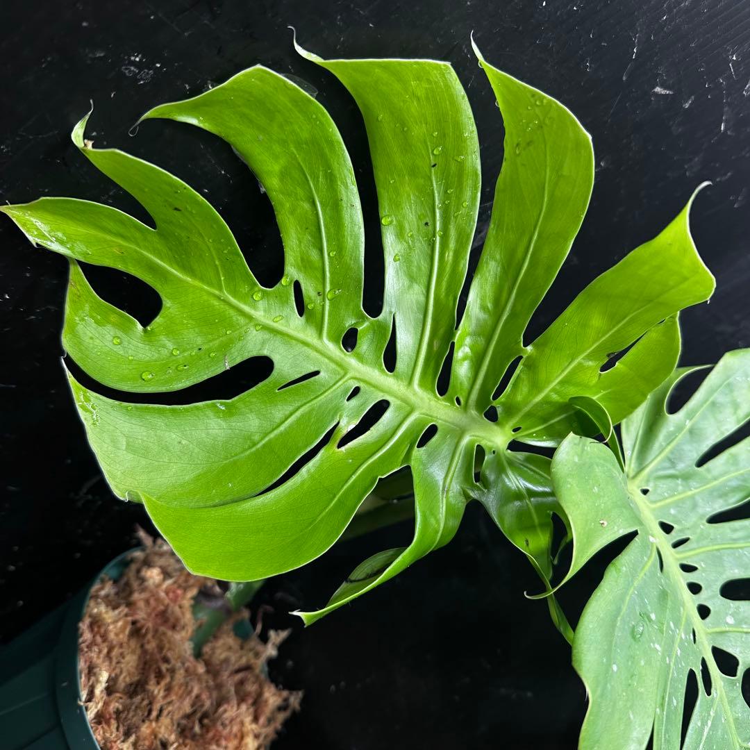 R*u様 モンステラデリシオーサマクロコズム超希少系統鉢植え