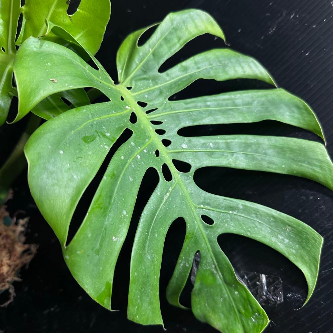 R*u様 モンステラデリシオーサマクロコズム超希少系統鉢植え