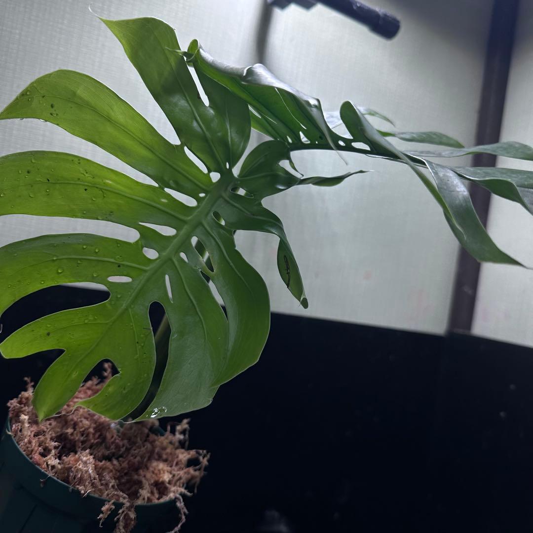 R*u様 モンステラデリシオーサマクロコズム超希少系統鉢植え