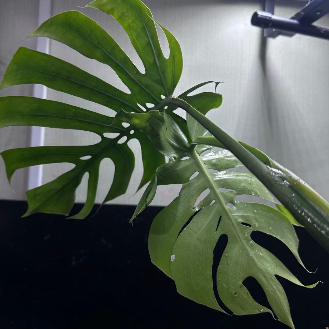 R*u様 モンステラデリシオーサマクロコズム超希少系統鉢植え