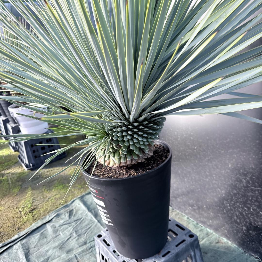 ピ*ん様 【AL1113】ユッカ　ロストラータ　超希少　頂上分頭　４ヘッド個体