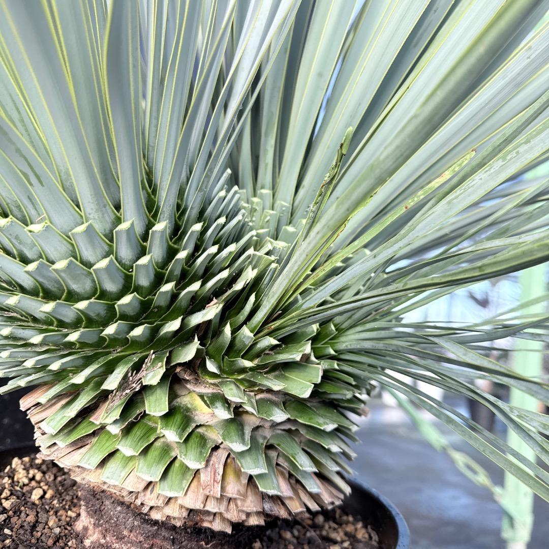 ピ*ん様 【AL1113】ユッカ　ロストラータ　超希少　頂上分頭　４ヘッド個体