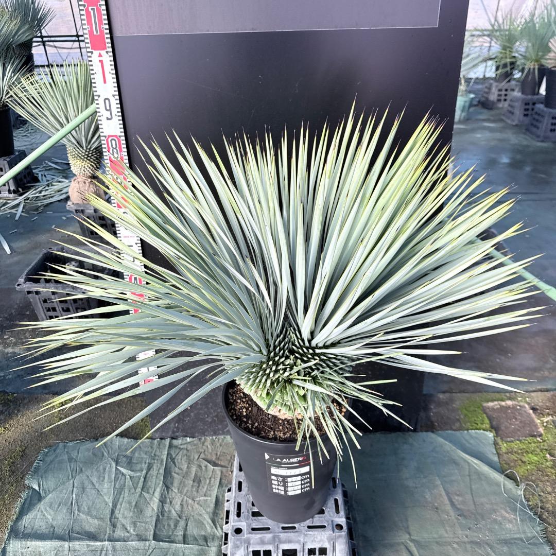 ピ*ん様 【AL1113】ユッカ　ロストラータ　超希少　頂上分頭　４ヘッド個体