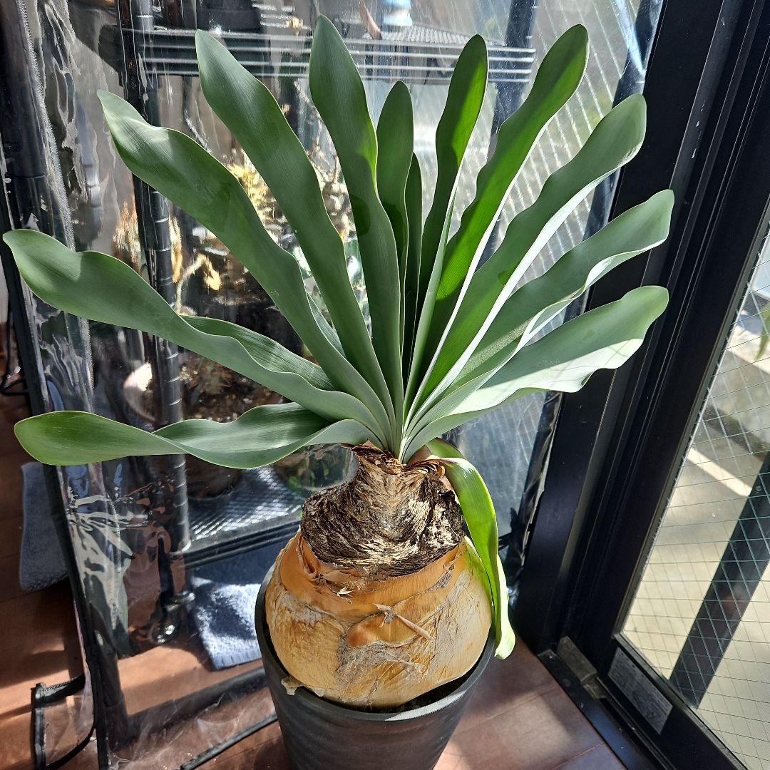 ブーファンハエマンソイデス