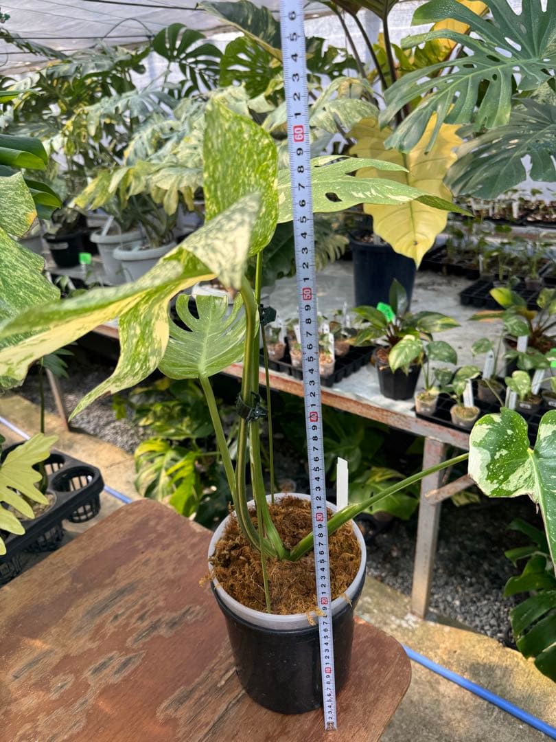 ロ*イ様 1モンステラ　タイコンステレーション　スターライト