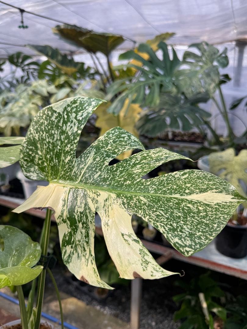 ロ*イ様 1モンステラ　タイコンステレーション　スターライト