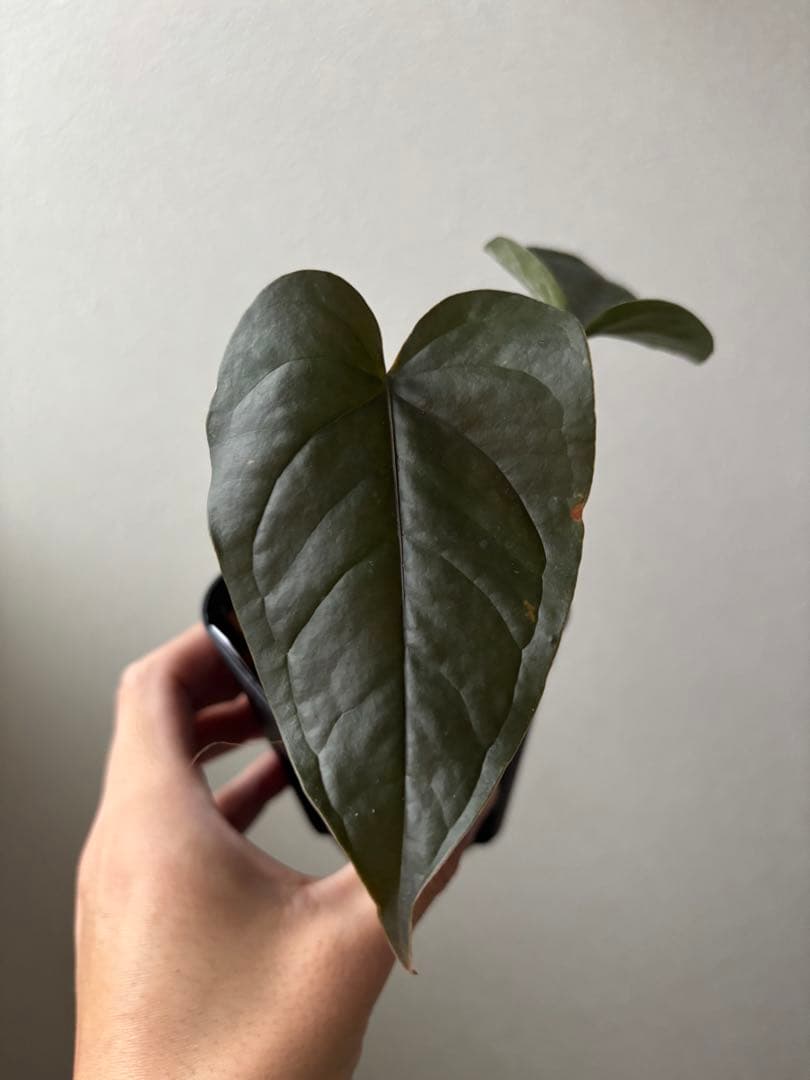 新春セールAnthurium \"Rom's Black\" seedling①