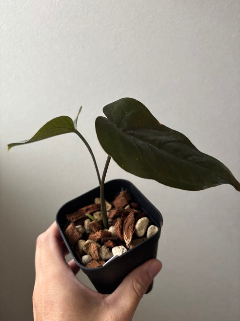 新春セールAnthurium \"Rom's Black\" seedling①