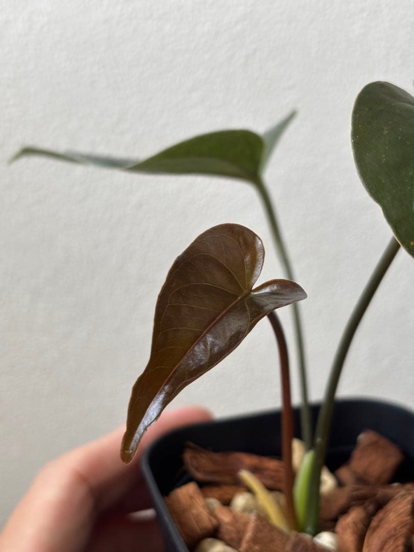 新春セールAnthurium \"Rom's Black\" seedling①