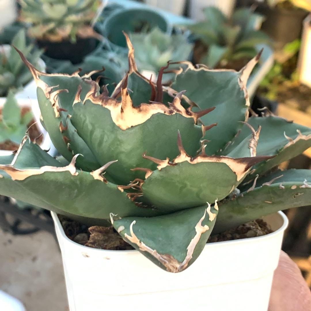 アガベ チタノタ ダイヤ ライト育成株