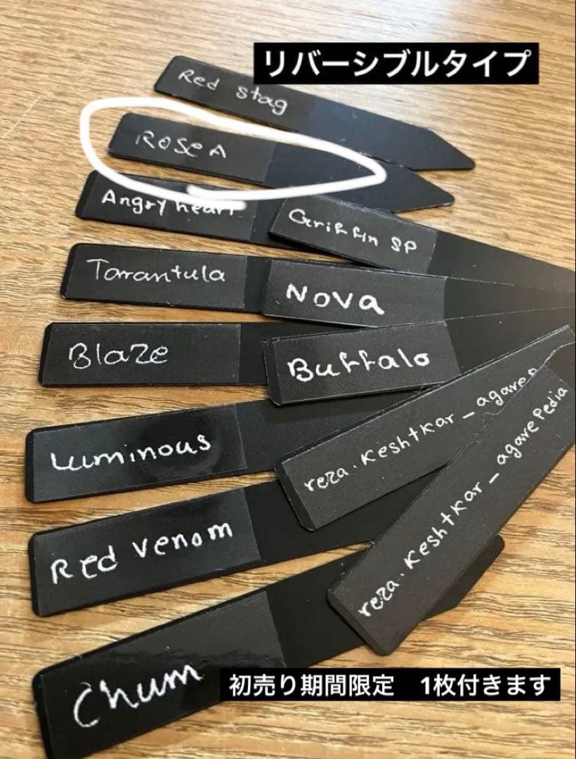 匿名配送【初売り】25 REZA産　特大　イラン　アガベ　Rose typeA