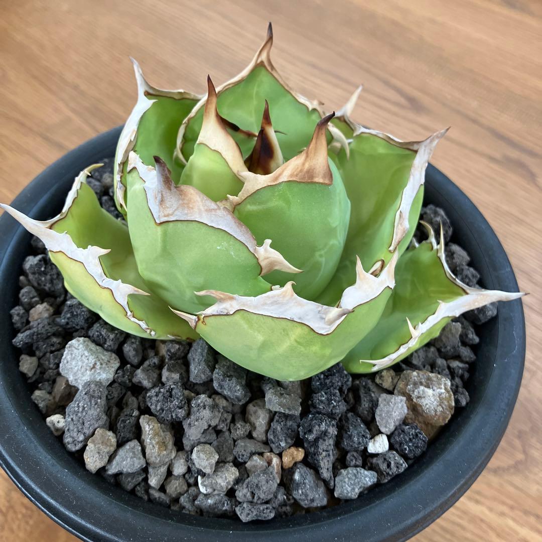 匿名配送【初売り】25 REZA産　特大　イラン　アガベ　Rose typeA