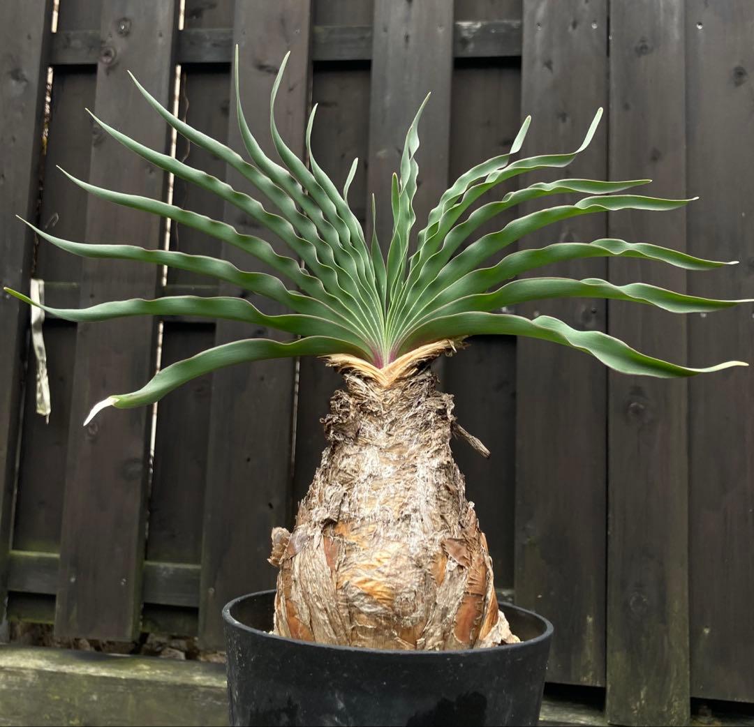 スーマン◾️鉢ごとメルカリ便◾️ブーファンディスティチャ