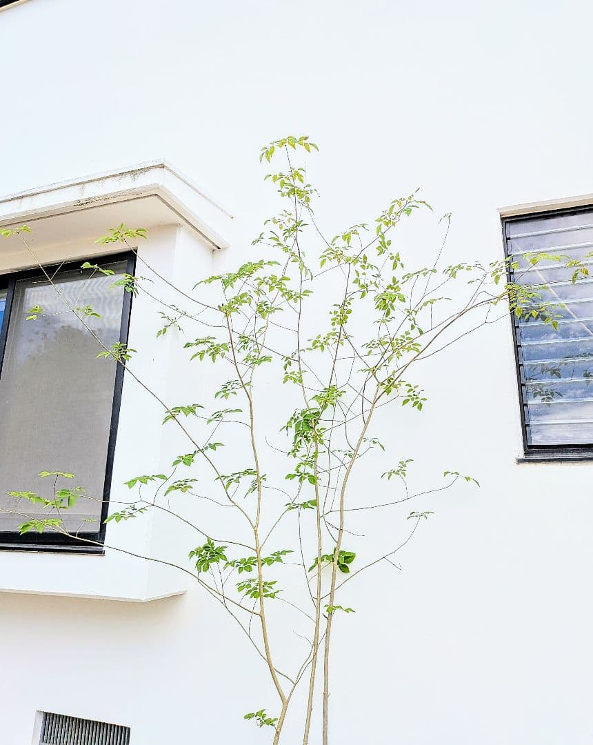 特価！安心の九州産。特大天然アオダモ。