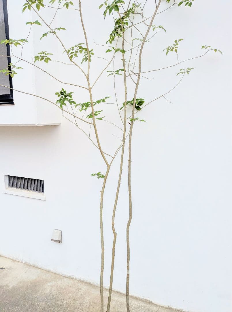 特価！安心の九州産。特大天然アオダモ。