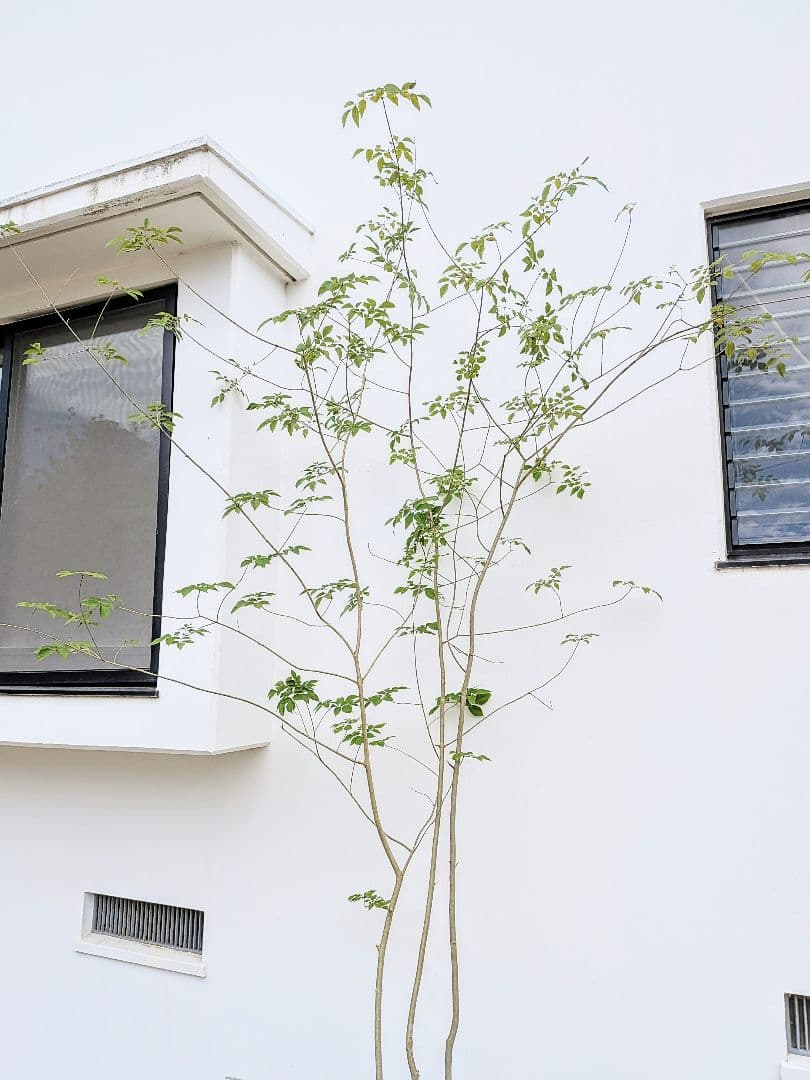 特価！安心の九州産。特大天然アオダモ。