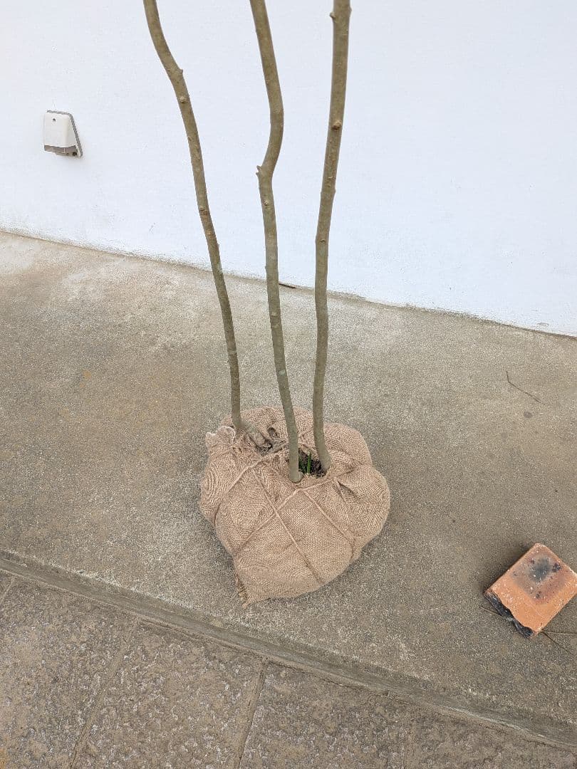 特価！安心の九州産。特大天然アオダモ。