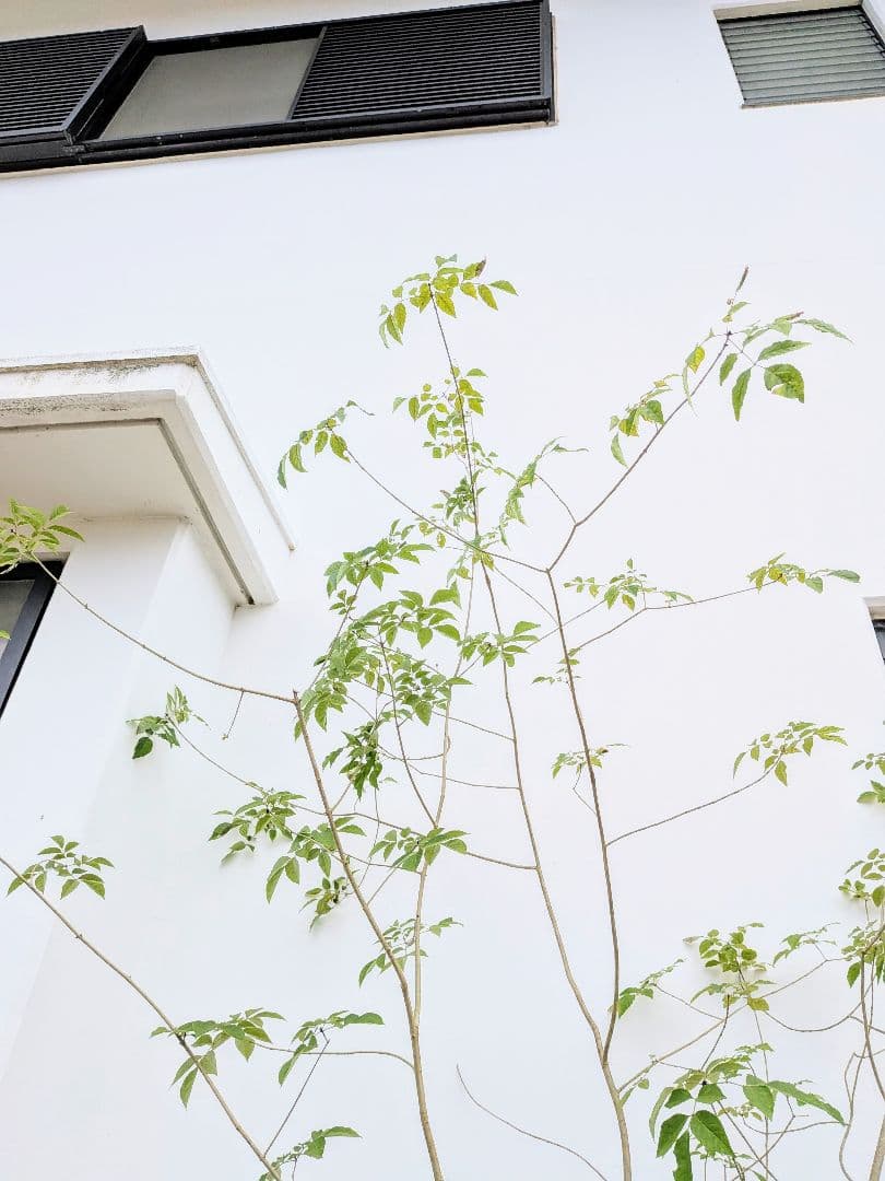 特価！安心の九州産。特大天然アオダモ。