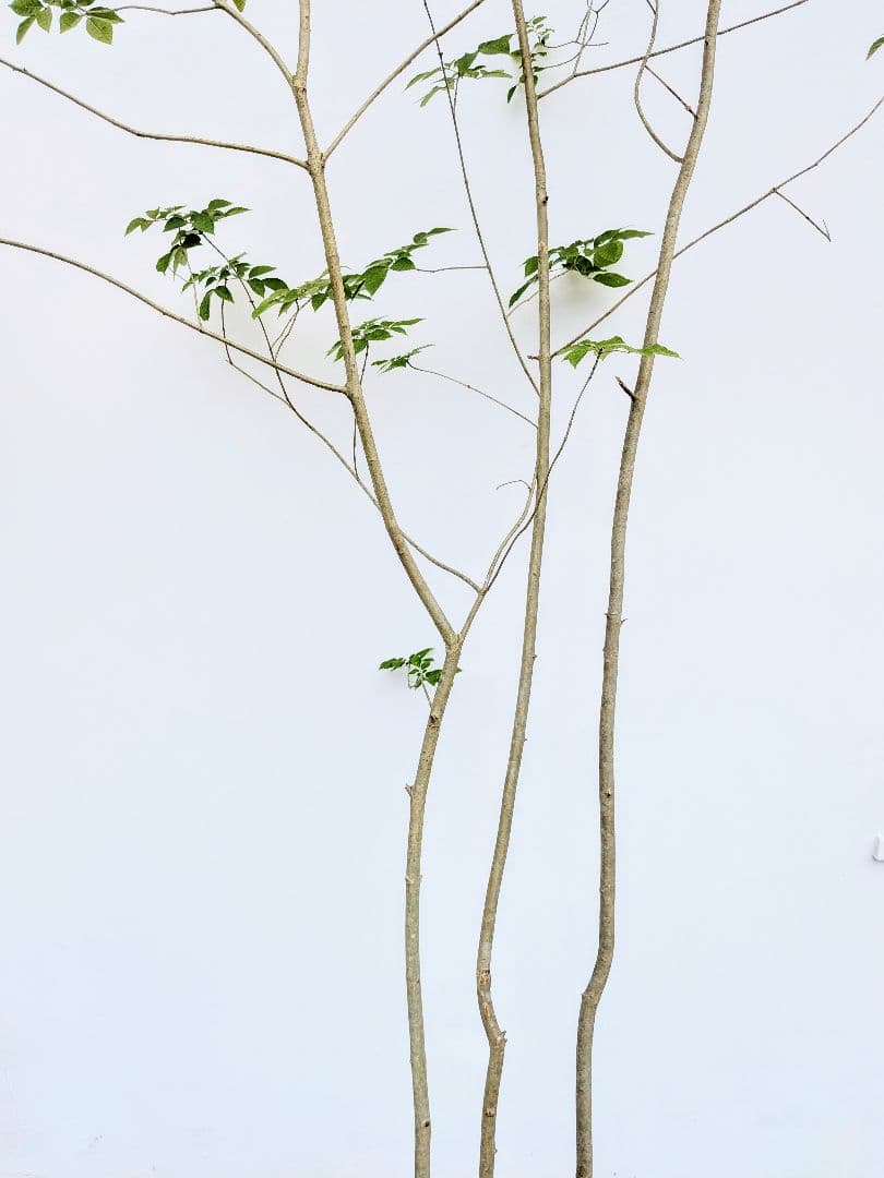 特価！安心の九州産。特大天然アオダモ。